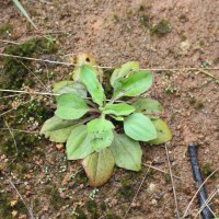 Plantago